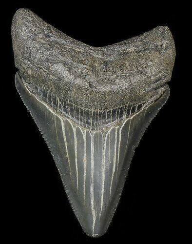 Serrated, Juvenile Megalodon Tooth #69334